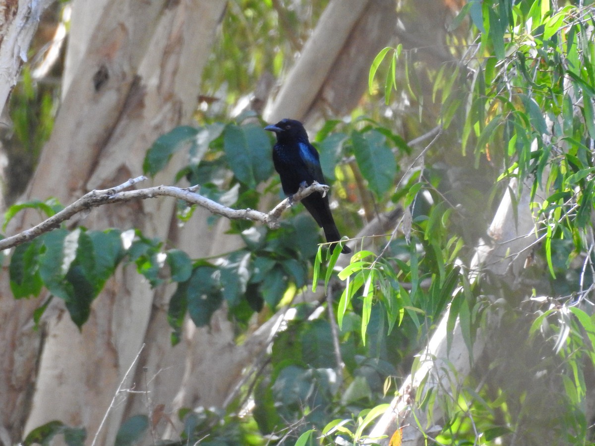 Spangled Drongo - ML659204887