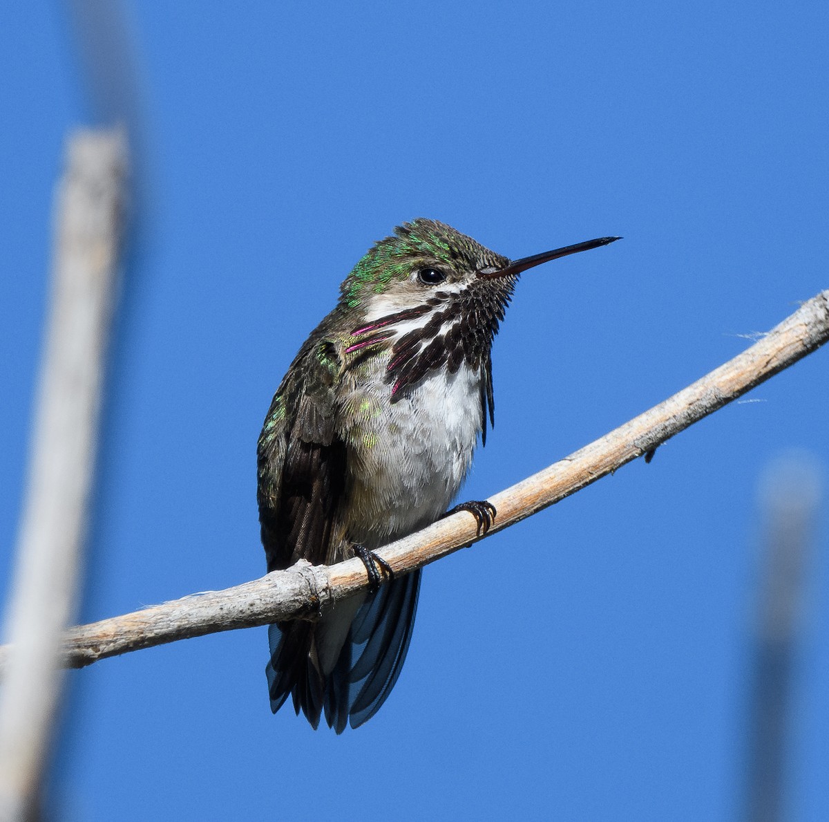 Calliope Hummingbird - ML659205185