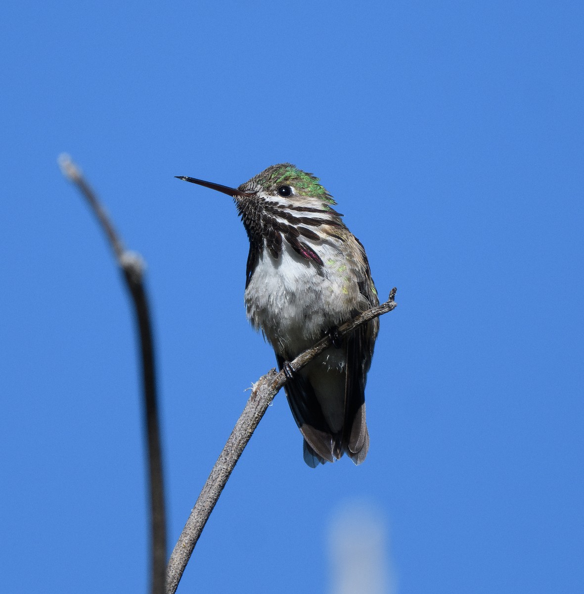 Calliope Hummingbird - ML659205187