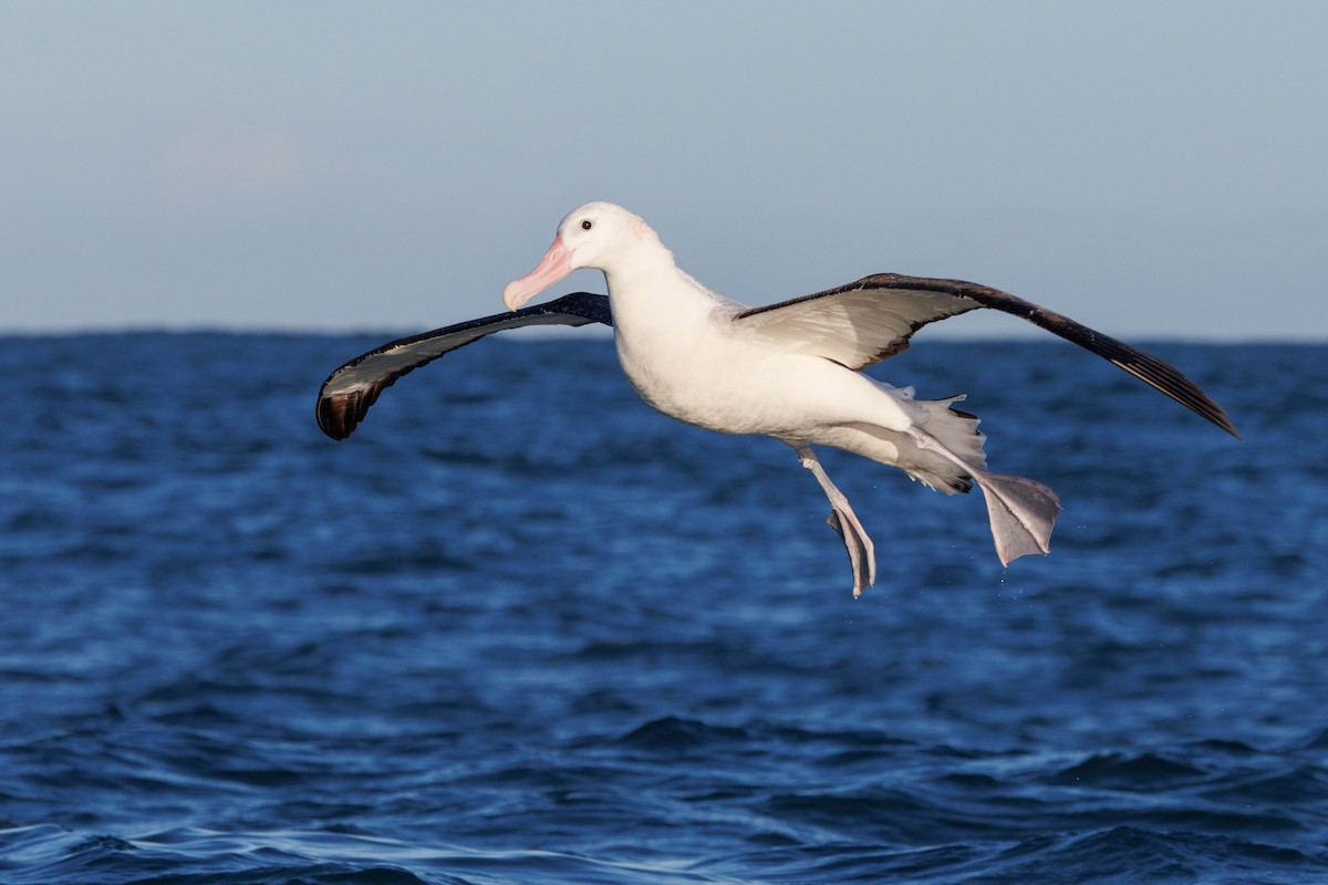Snowy Albatross - ML659207284