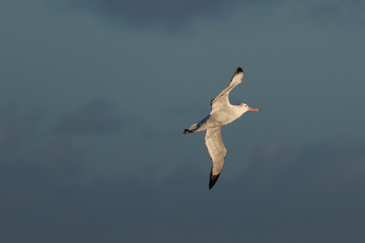 Snowy Albatross - ML659207285
