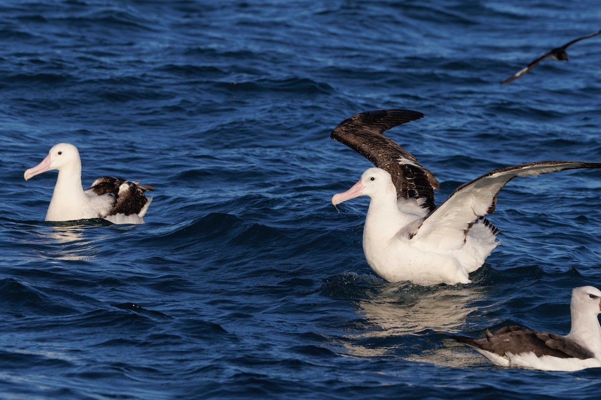 Snowy Albatross - ML659207286