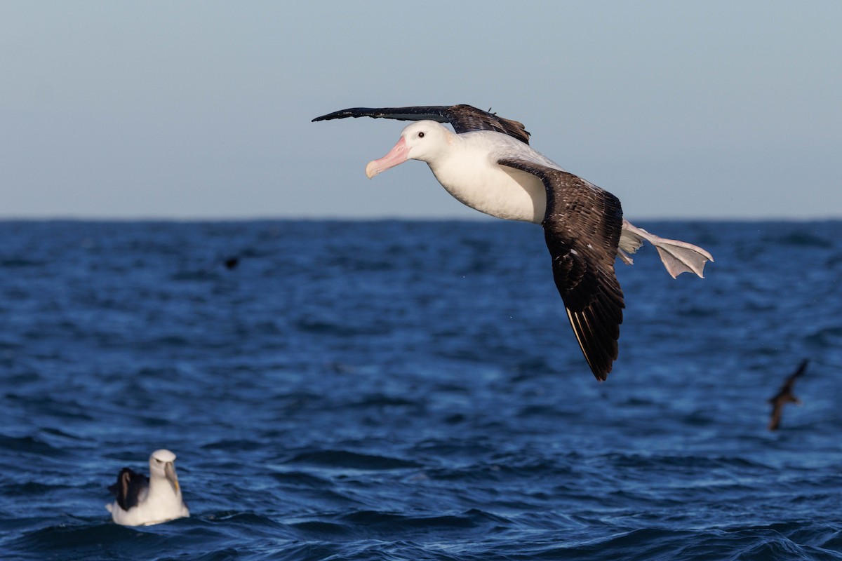 Snowy Albatross - ML659207287