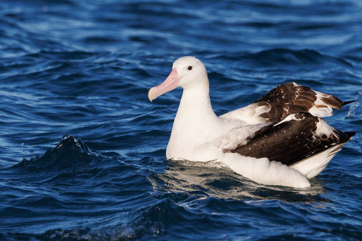 Snowy Albatross - ML659207288