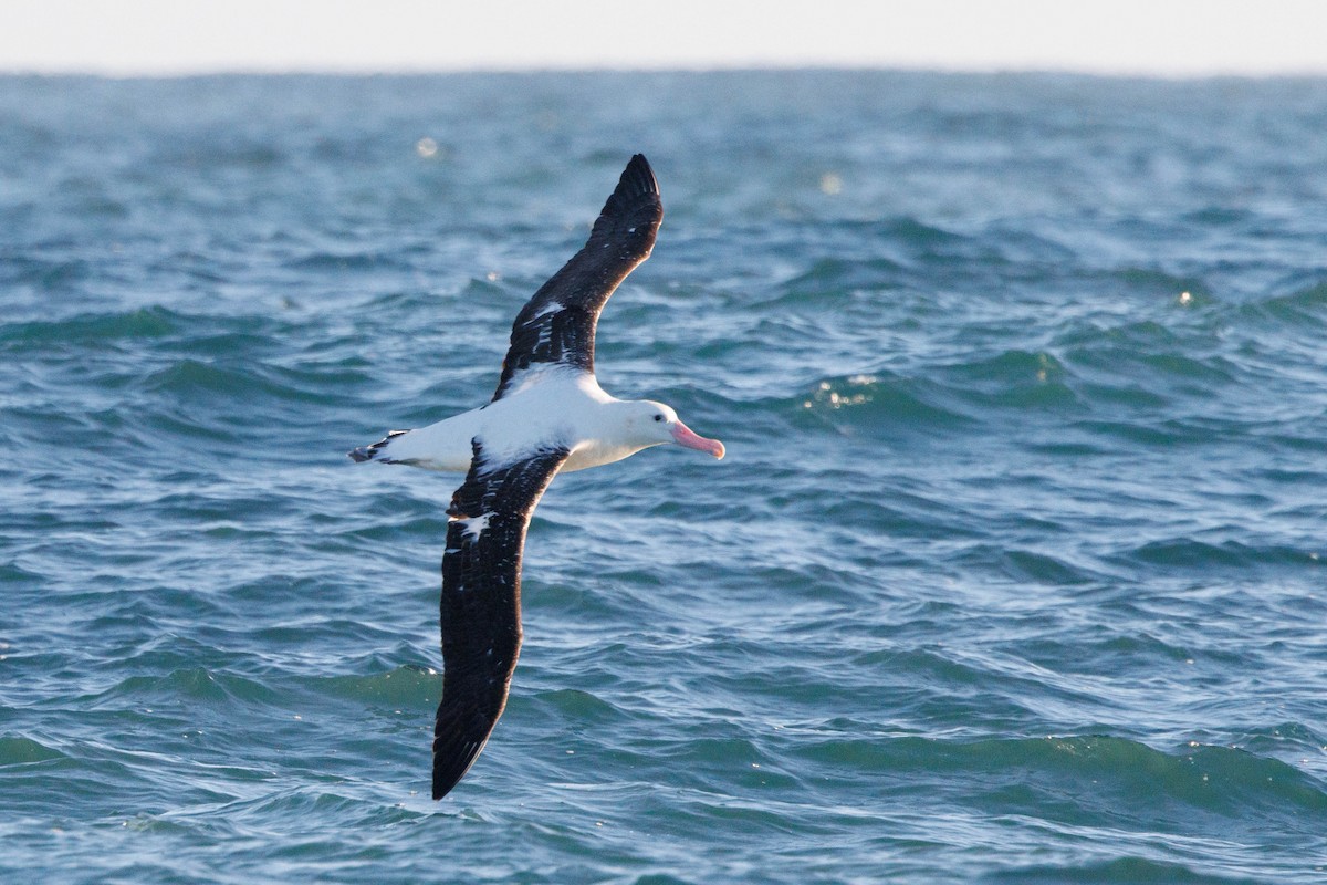 Snowy Albatross - ML659207289