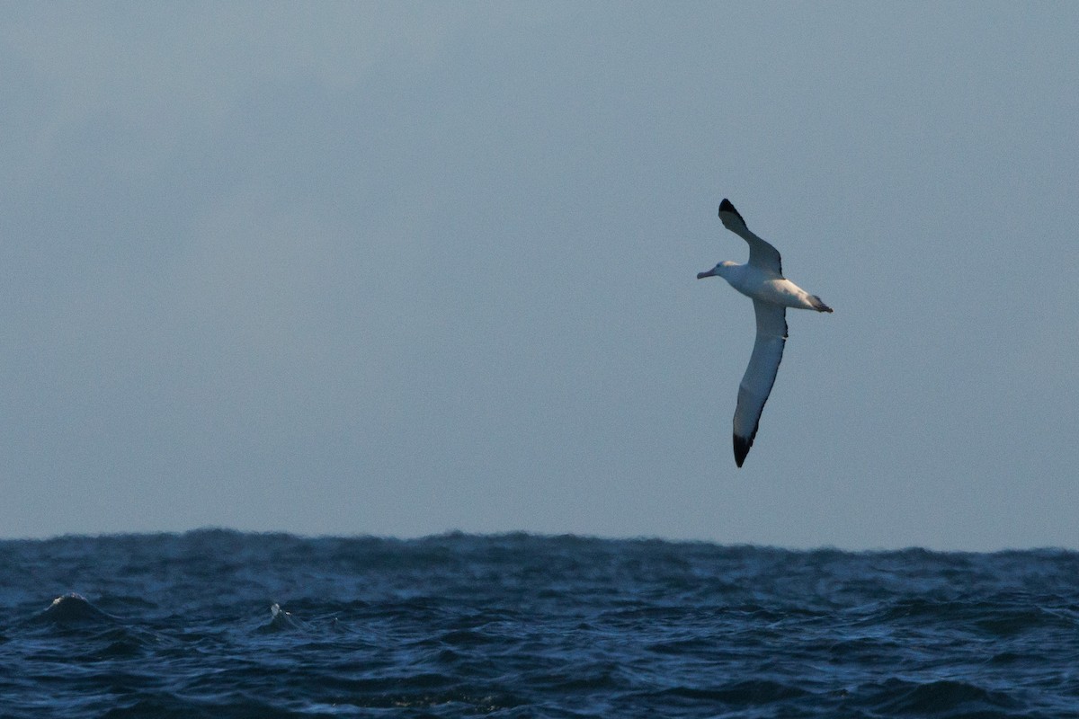 Snowy Albatross - ML659207290