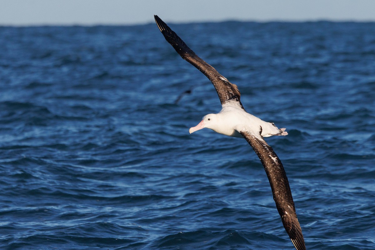 Snowy Albatross - ML659207291