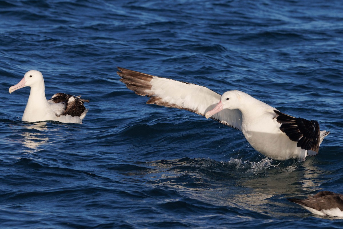 Snowy Albatross - ML659207292
