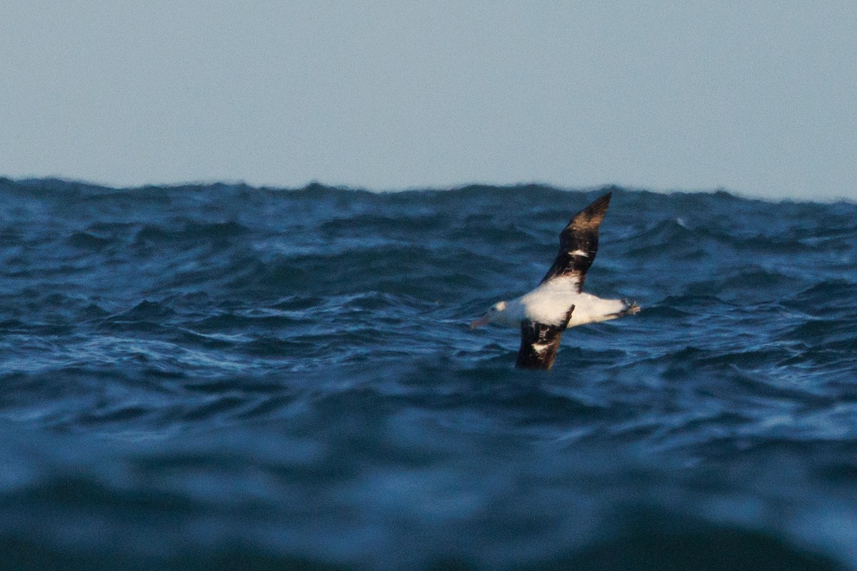 Snowy Albatross - ML659207293