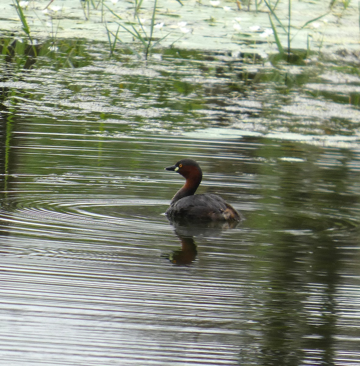 カイツブリ（ruficollis グループ） - ML659208471