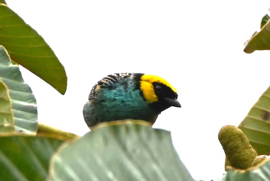 Saffron-crowned Tanager - ML659208565