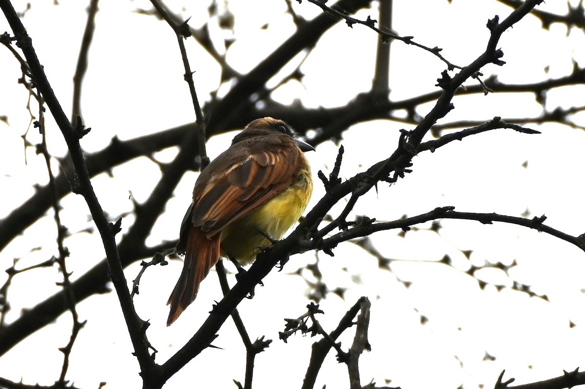 Cinnamon Flycatcher - ML659209044