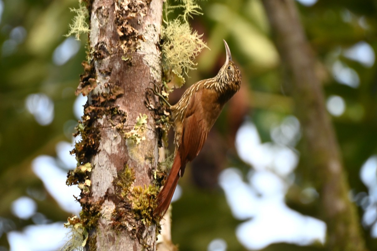 Montane Woodcreeper - ML659209445