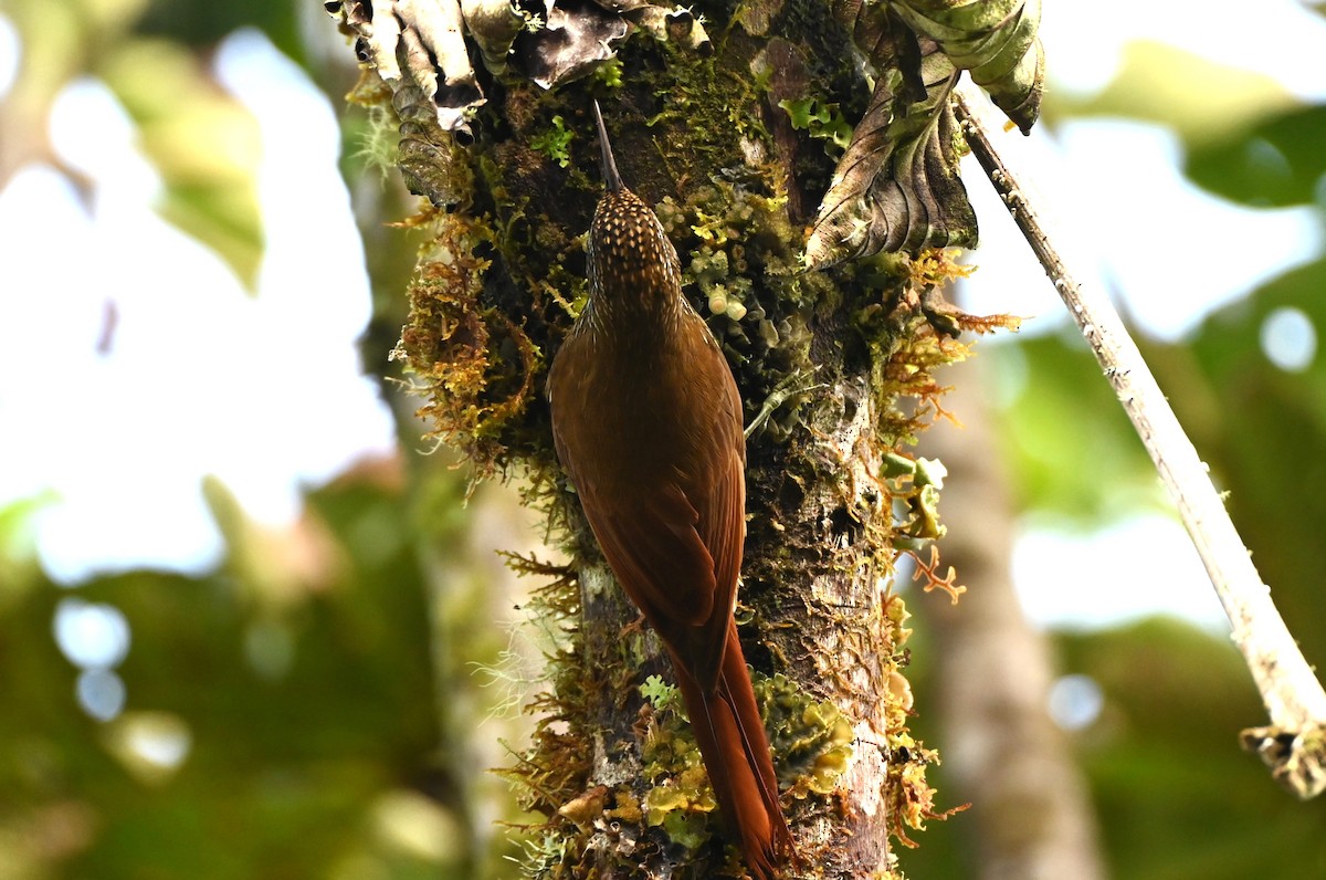 Montane Woodcreeper - ML659209449