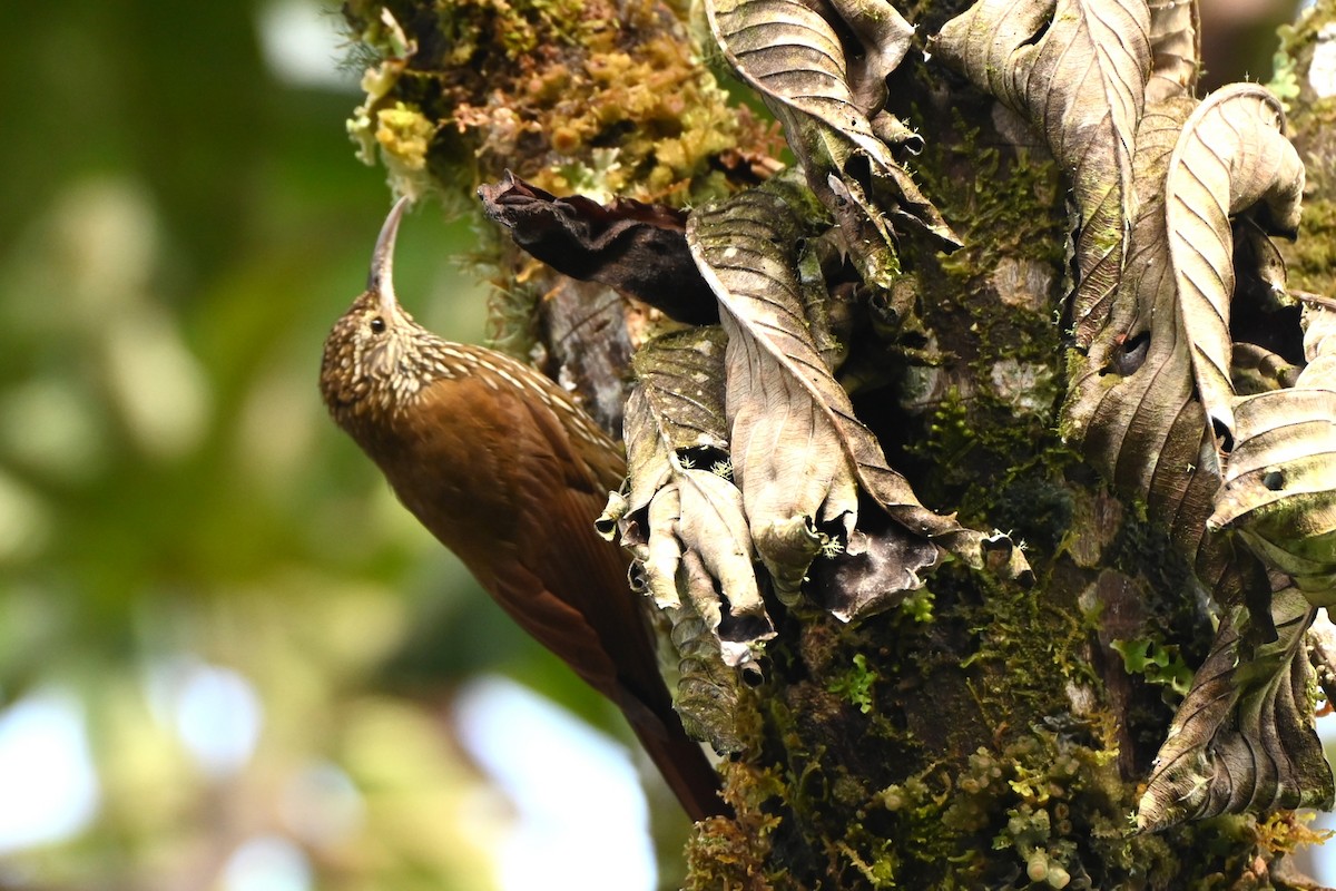 Montane Woodcreeper - ML659209454