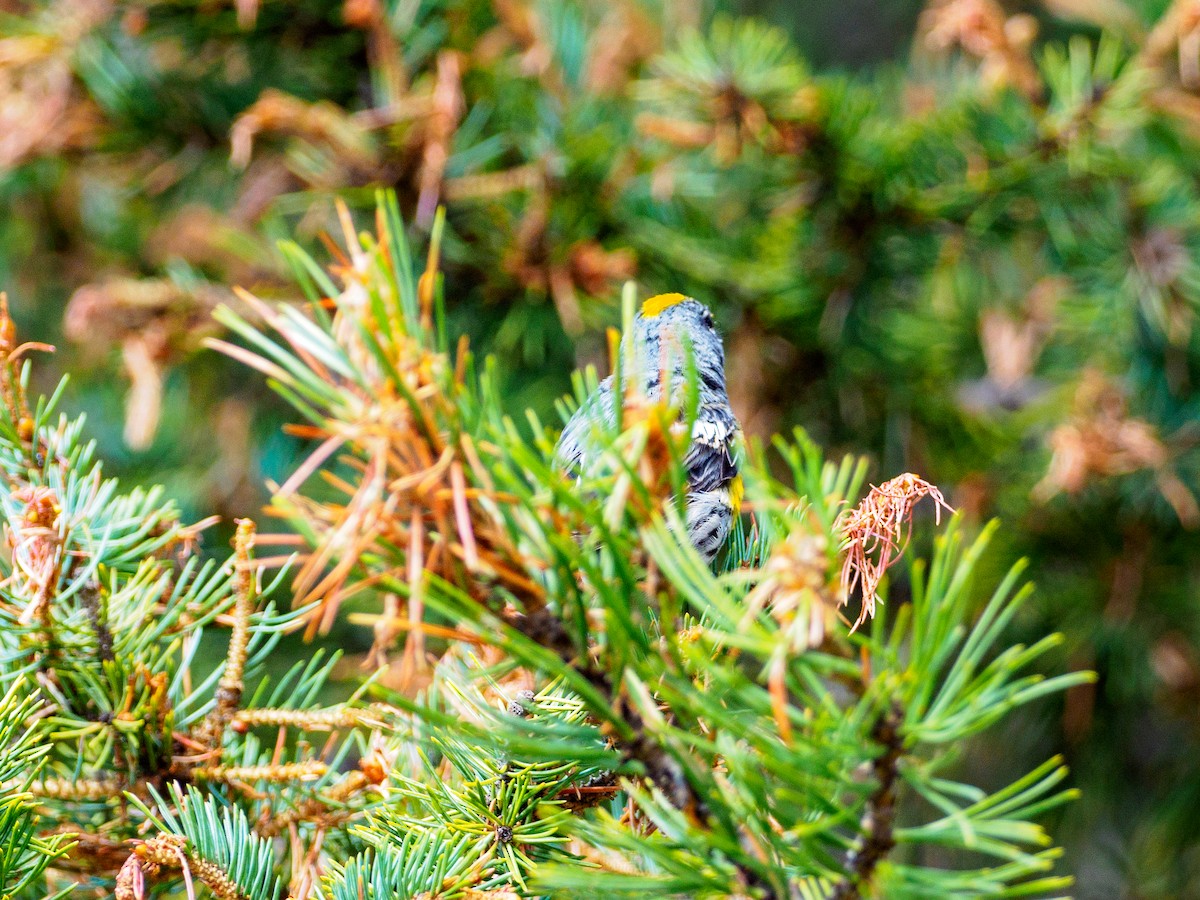 Yellow-rumped Warbler - ML65920961