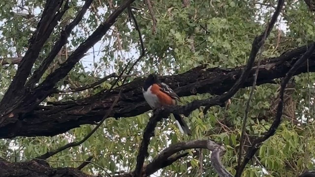 Spotted Towhee - ML659209712