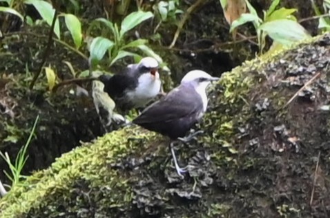 White-capped Dipper - ML659210075