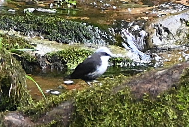White-capped Dipper - ML659210091