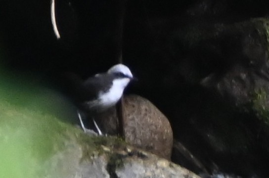 White-capped Dipper - ML659210095