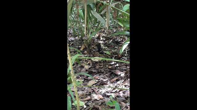 Ocellated Antbird - ML659210457