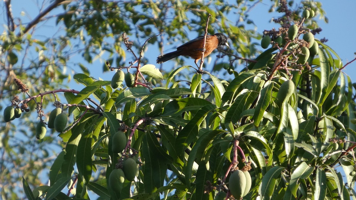 Orchard Oriole - ML659210578