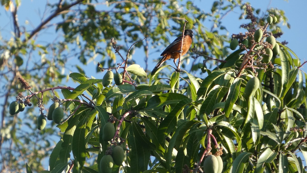 Orchard Oriole - ML659210579