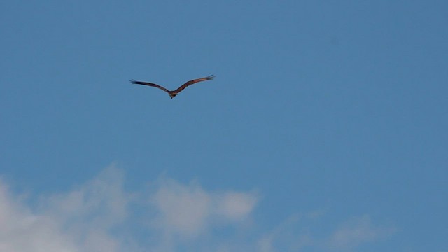 Águila Pescadora - ML659210580