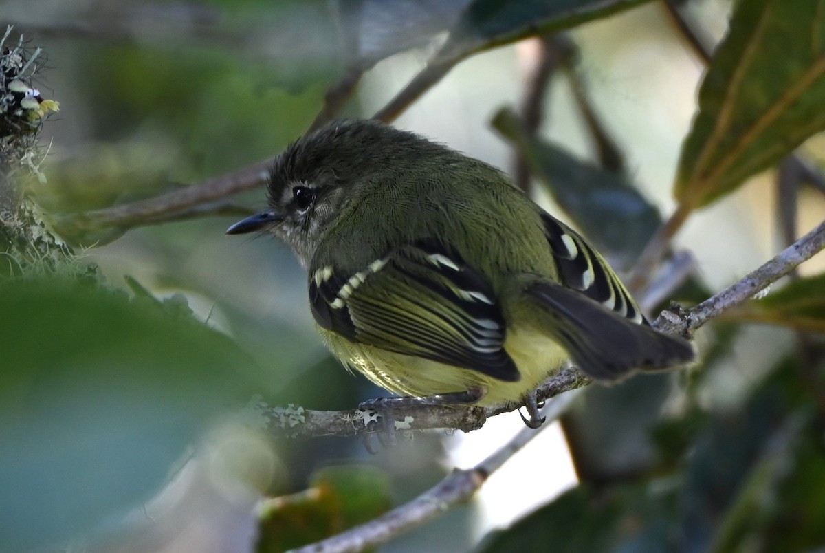 Mottle-cheeked Tyrannulet - ML659210745