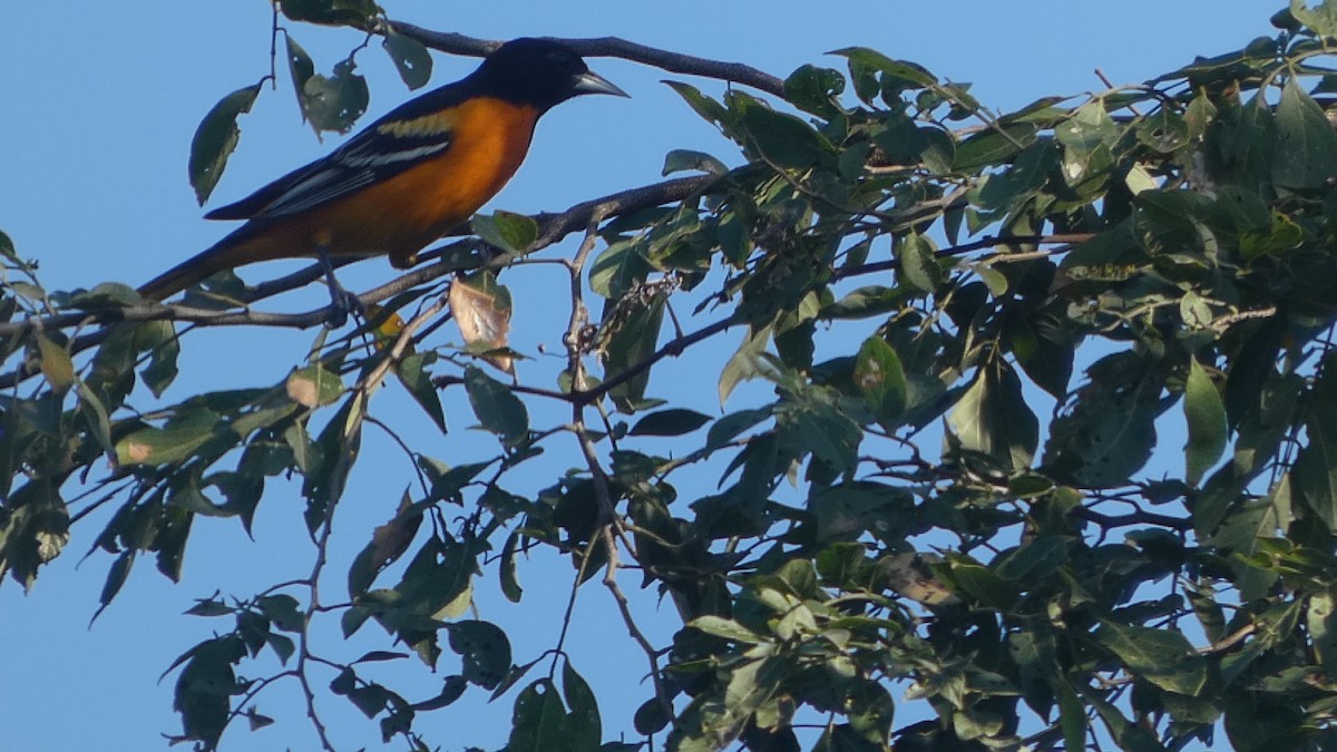 Baltimore Oriole - ML659210850
