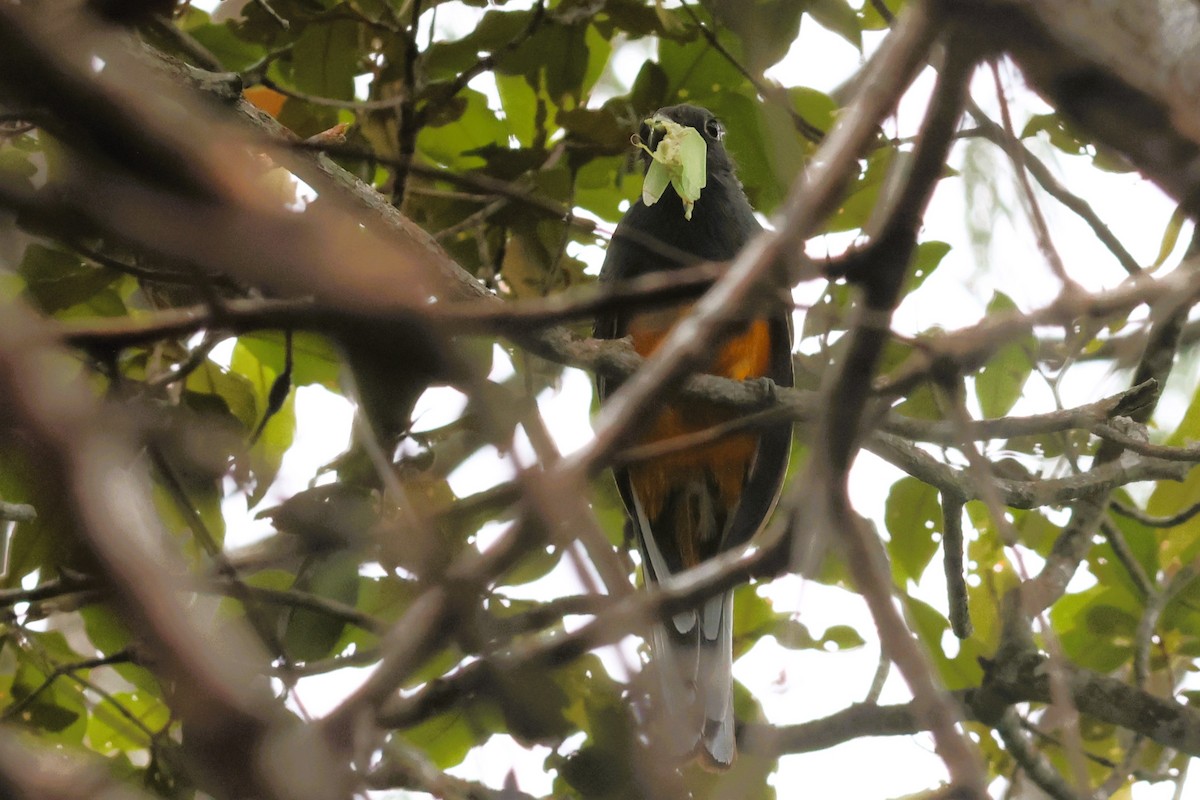 trogon surucua - ML659212167