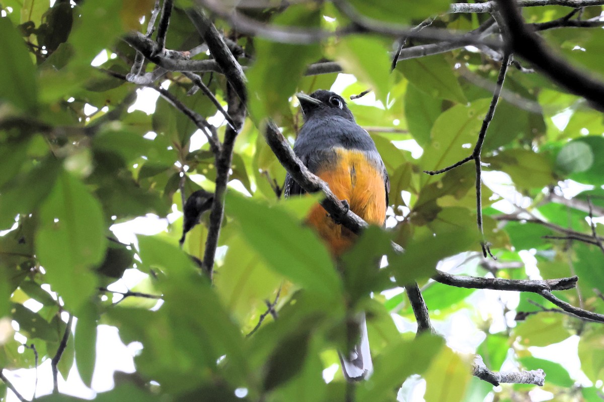 trogon surucua - ML659212169