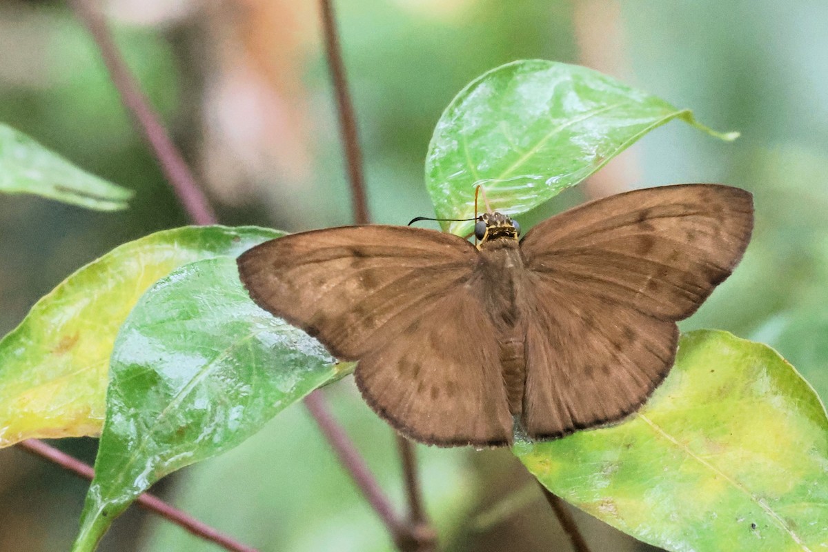 Hermit Skipper - ML659212202