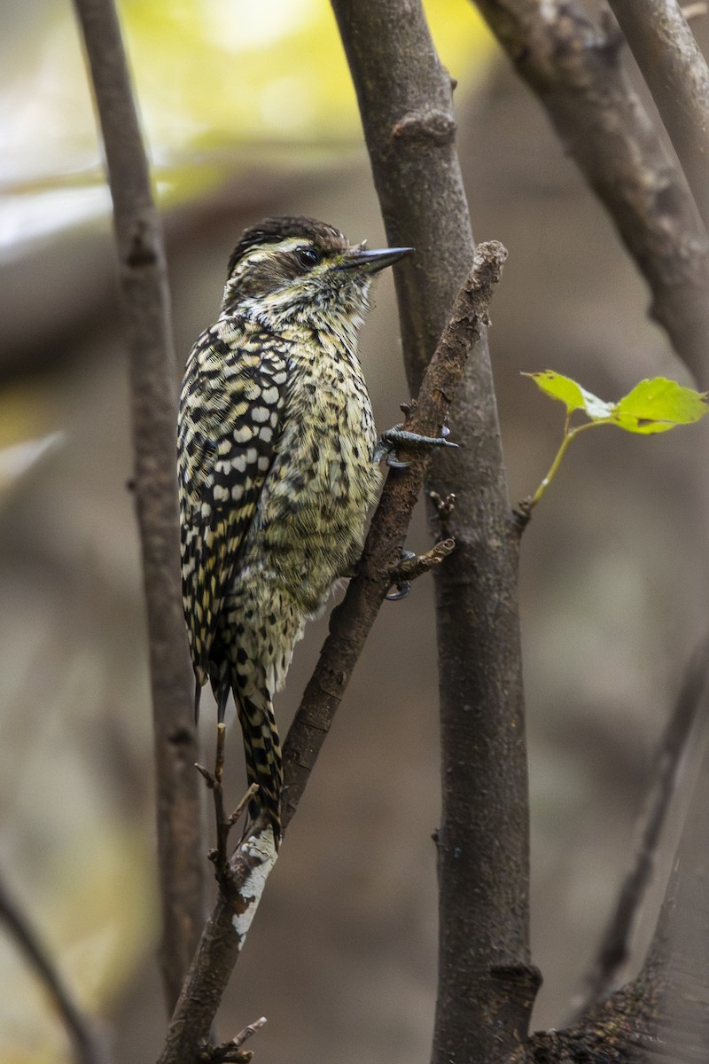 Checkered Woodpecker - ML659213204