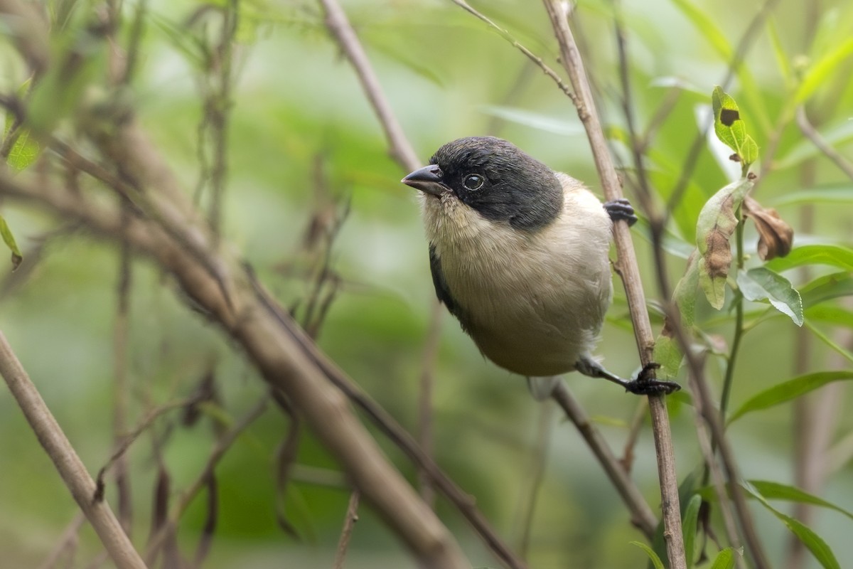 Black-capped Warbling Finch - ML659213215