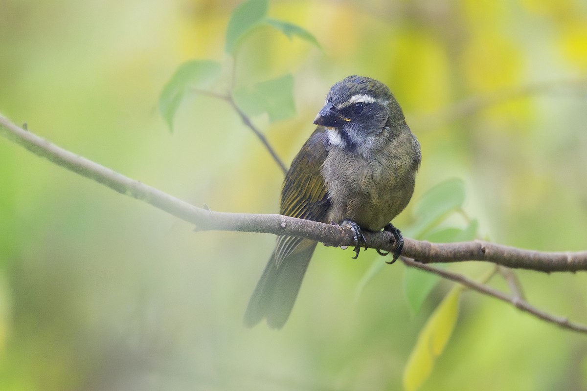 Green-winged Saltator - ML659213221