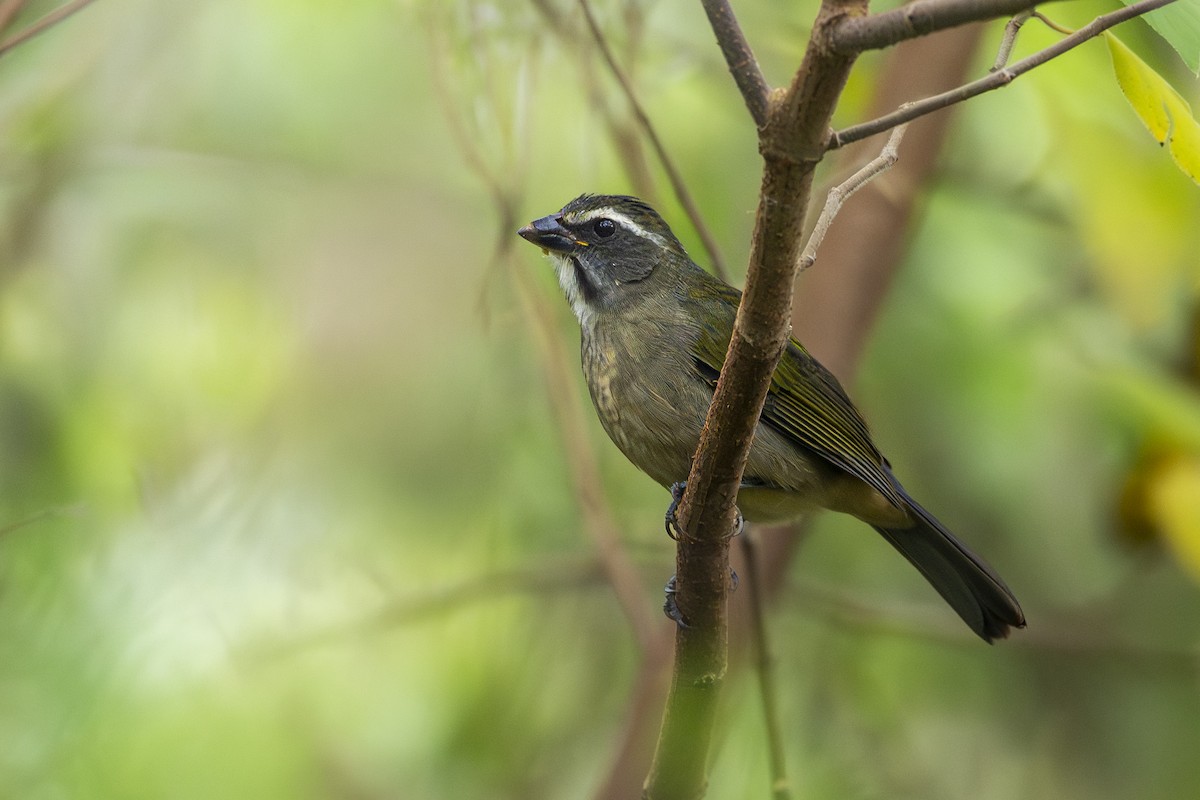 Green-winged Saltator - ML659213222
