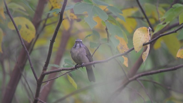 Green-winged Saltator - ML659213232