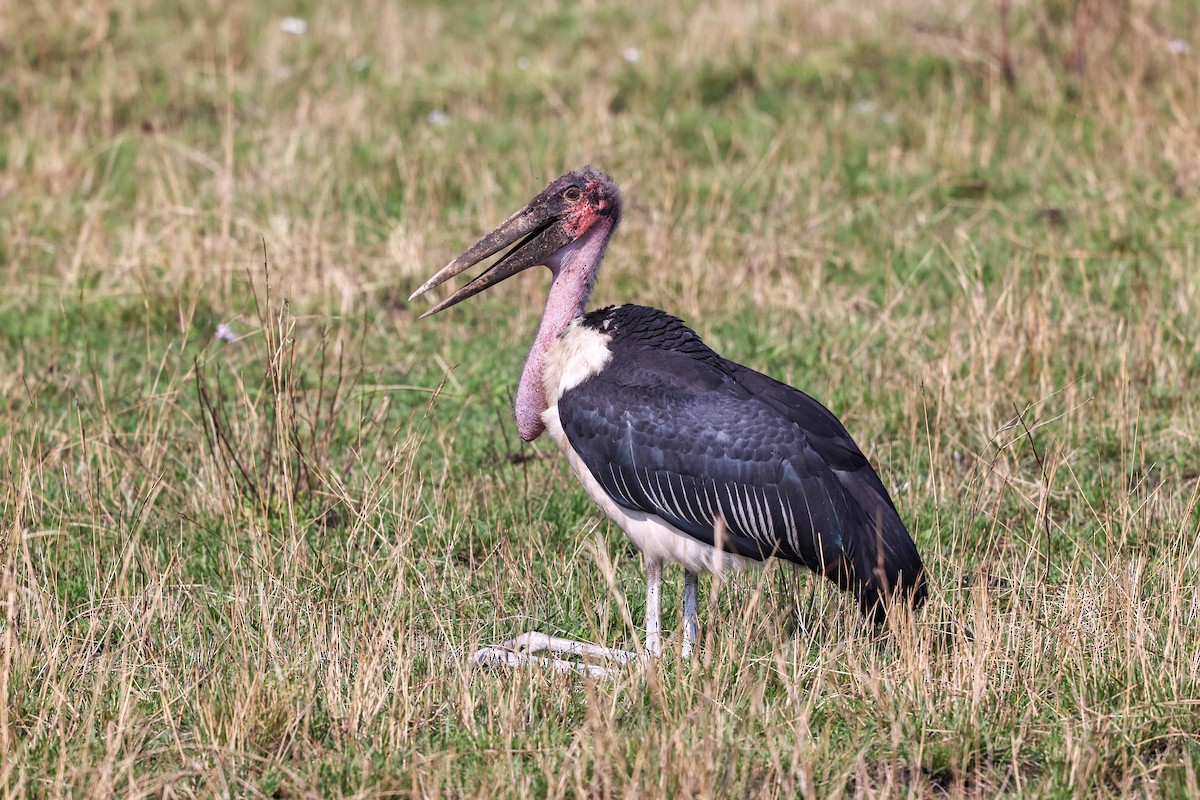 marabu africký - ML659214374