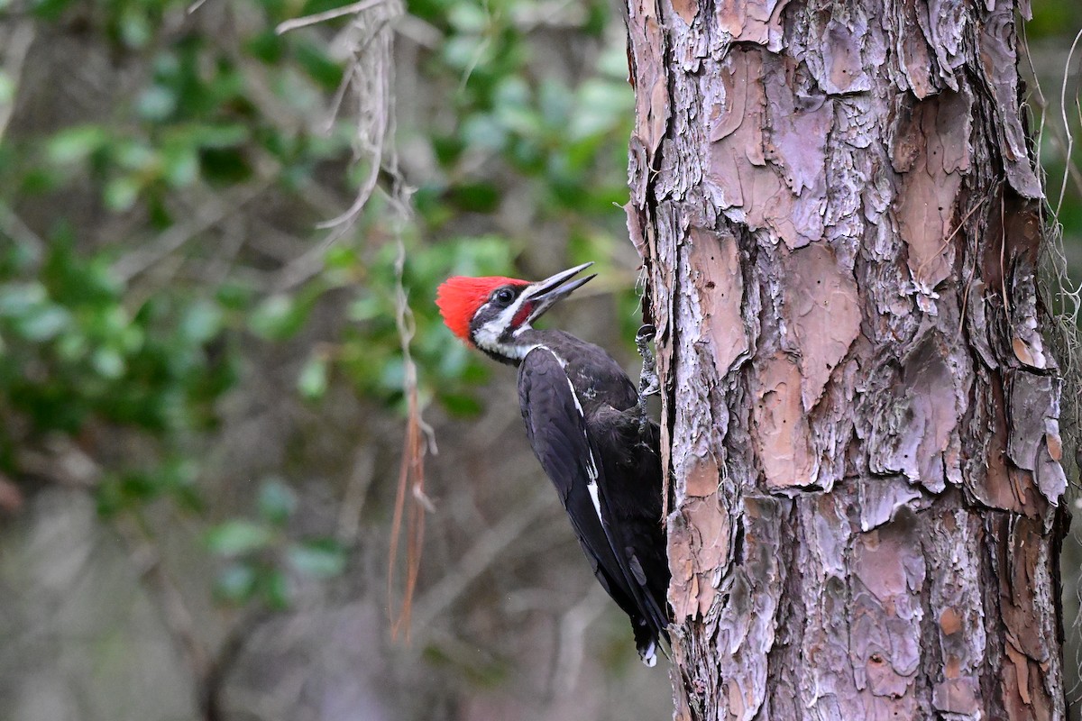 Pileated Woodpecker - ML659214580
