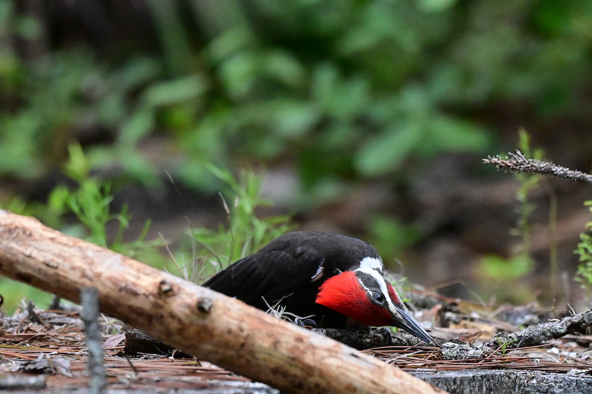 Pileated Woodpecker - ML659214600