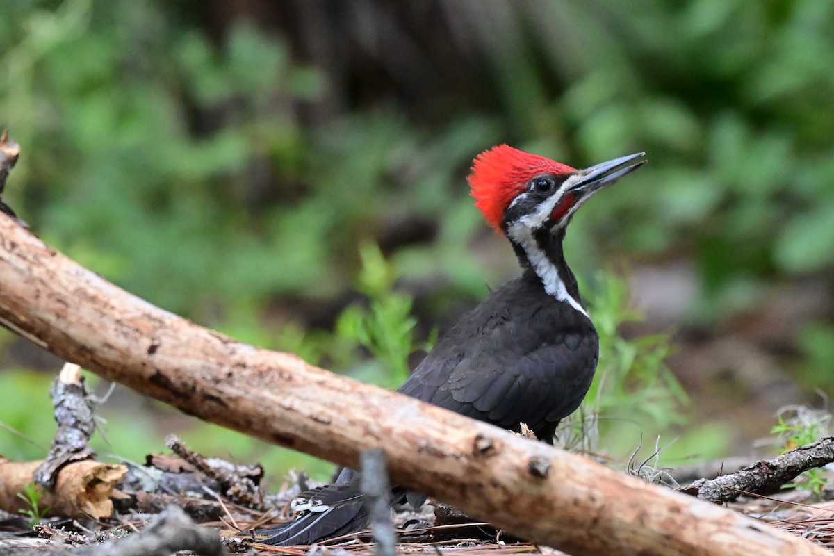 Pileated Woodpecker - ML659214658