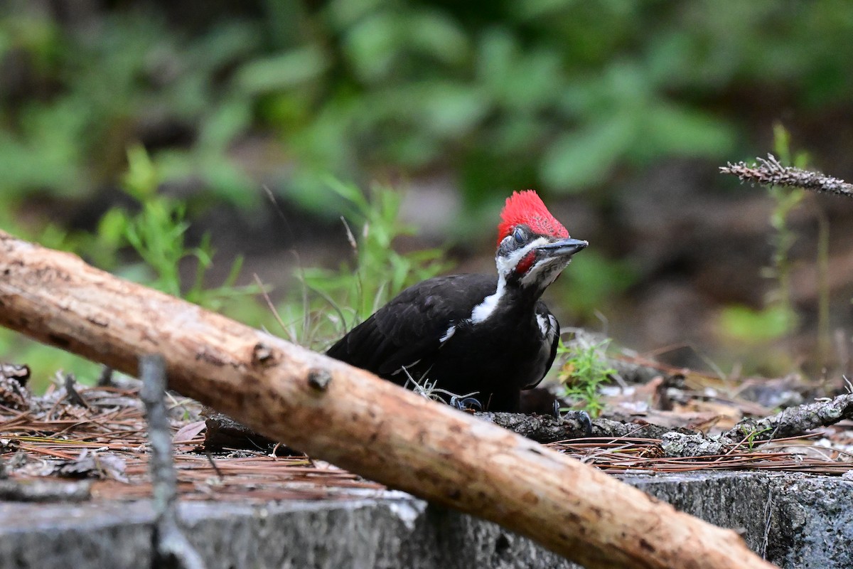 Pileated Woodpecker - ML659214680