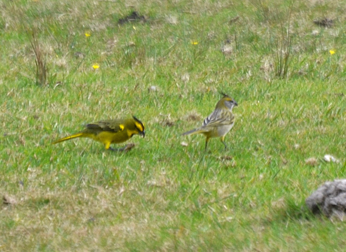 Yellow Cardinal - ML659214711