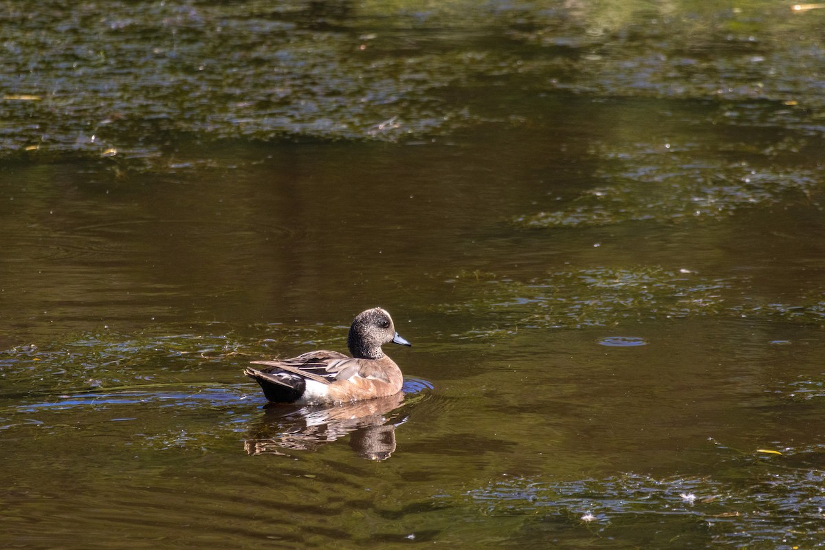 American Wigeon - ML659214864