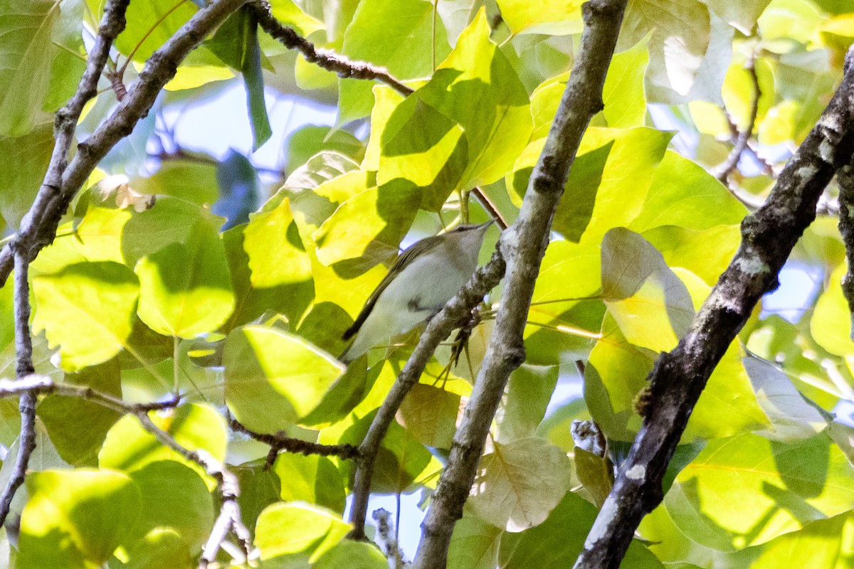 Red-eyed Vireo - ML659214870