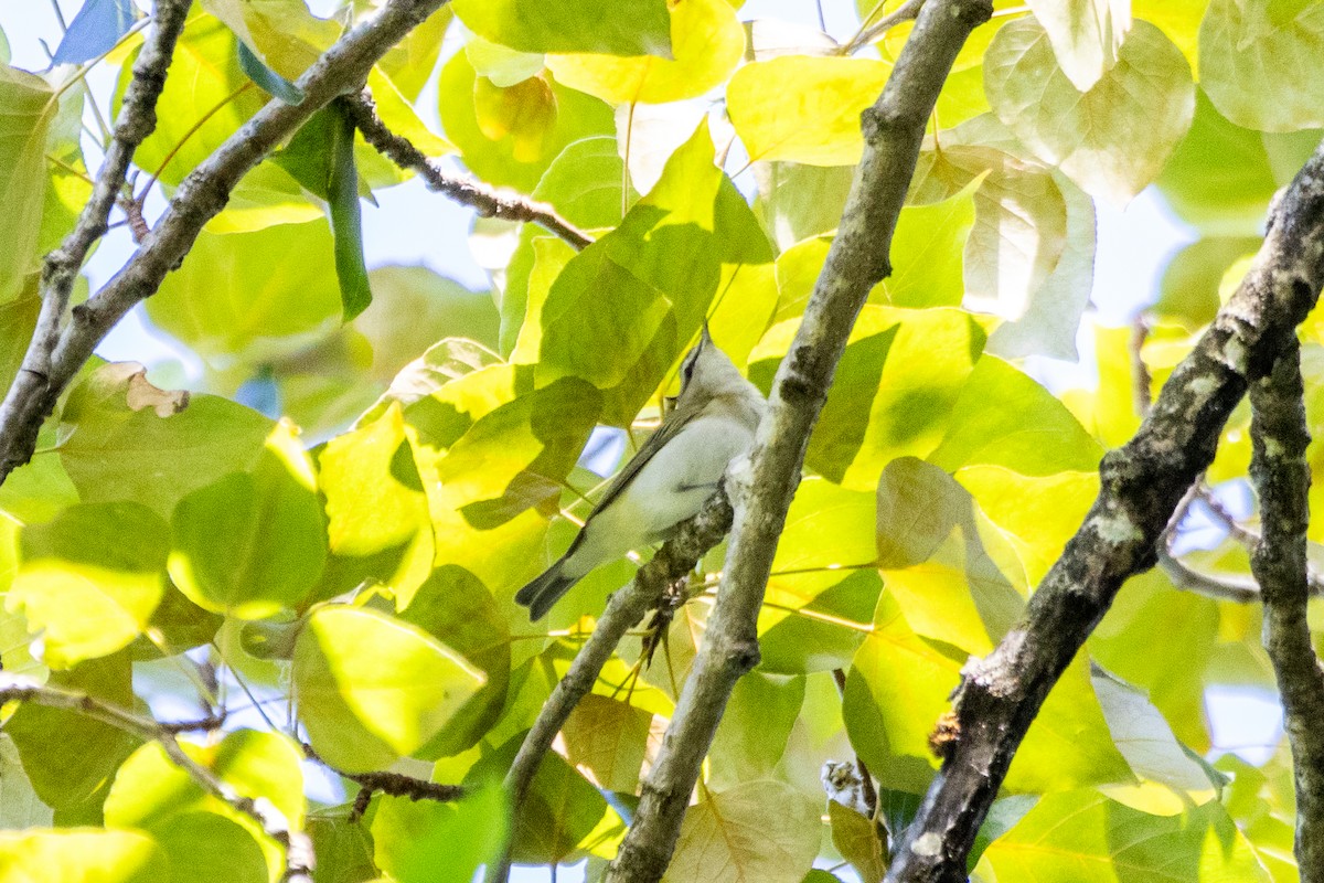 Red-eyed Vireo - ML659214871