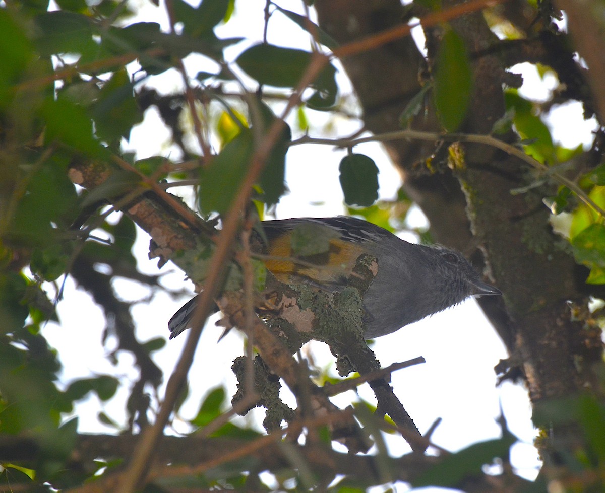 Variable Antshrike - ML659214875