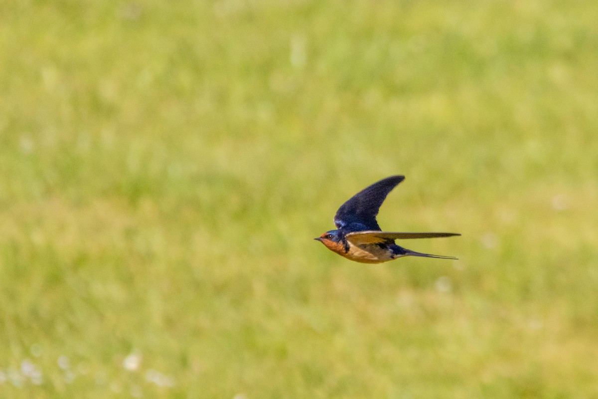 Barn Swallow - ML659214876