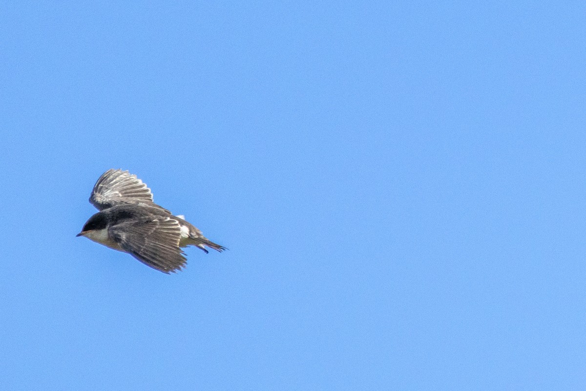 Tree Swallow - ML659214882
